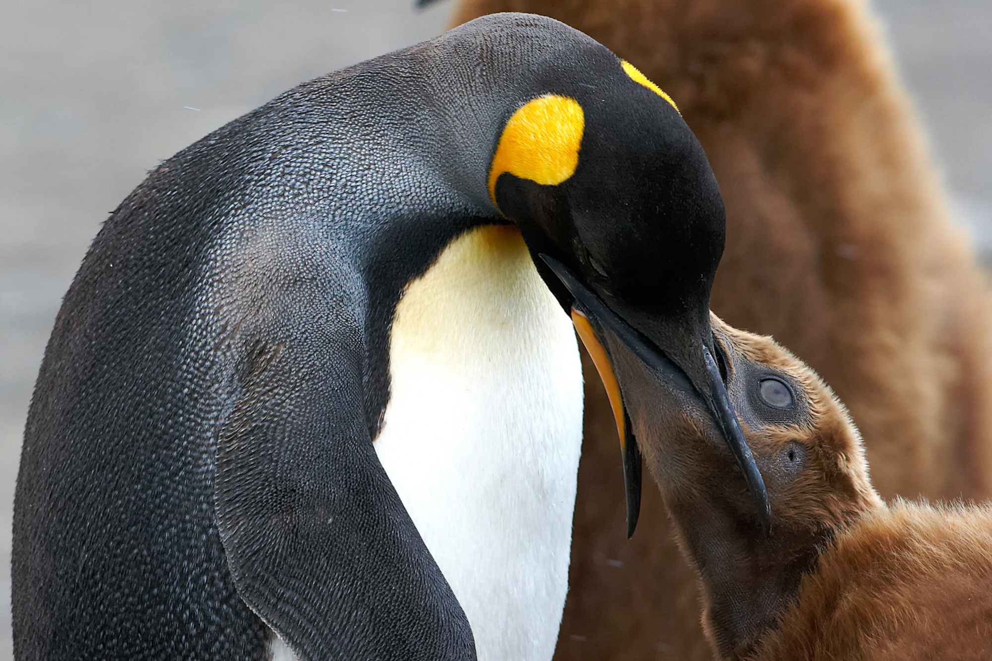 Königspinguin Junges bettelt nach Futter